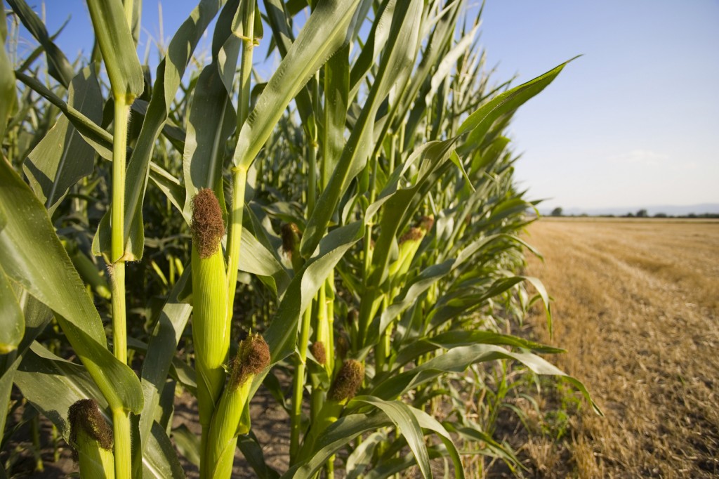 300 Bushel Corn Corn Capital Innovations